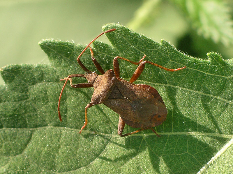 Alcuni eterotteri dei Colli Euganei